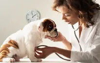 Phục vụ thú cưng - Mô hình kinh doanh mới thu nhiều lợi nhuận