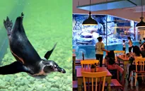 Nhà hàng chim cánh cụt thú vị tại Indonesia