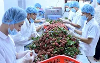 Xuất khẩu rau quả tháng 5 khởi sắc tăng 38% về giá trị