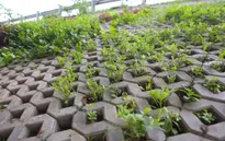 Người dân Hà Nội trồng rau sạch trong hộc bê tông bờ kè