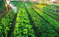 Ghé thăm làng Trà Quế với những món rau thơm ngon nổi tiếng