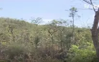 Ninh Thuận: Nguy cơ cháy rừng tăng cao