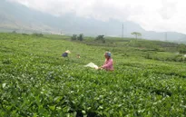 Lai Châu: Hiệu quả liên kết doanh nghiệp và nông dân trồng chè