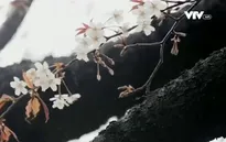 Mùa hoa anh đào Nhật Bản chính thức bắt đầu tại Tokyo