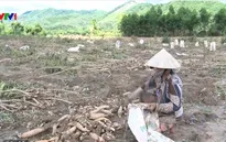 Nghệ An: 300 hecta sắn không ai mua