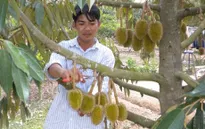 Sầu riêng Khánh Sơn bị giả mạo
