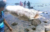 Sinh vật lạ phủ đầy lông trắng dạt vào bờ biển Philippines