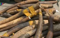 Bảo vệ động vật hoang dã và trách nhiệm xã hội của doanh nghiệp