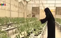Tầm nhìn nông nghiệp bền vững trên sa mạc