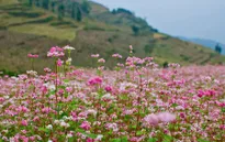 Nô nức đến Hà Giang ngắm hoa tam giác mạch