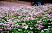 Vẻ đẹp ấn tượng của hoa tam giác mạch trên phố núi Đà Lạt