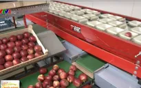 Cách bảo quản nông sản sau thu hoạch của nông dân châu Âu
