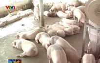 Đồng Nai đã tiêu thụ 85.000 con heo tồn
