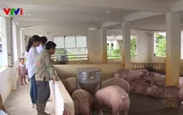 Thịt lợn an toàn, giá rẻ hút người tiêu dùng Vĩnh Phúc