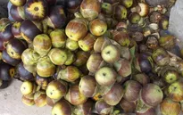 Nhớ mãi hương vị thốt nốt vùng Bảy Núi ở An Giang