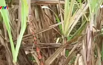 Gia hạn thu mua mía cho nông dân