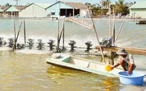 Nhiều diện tích nuôi tôm ở ĐBSCL bị thiệt hại ngay từ đầu vụ