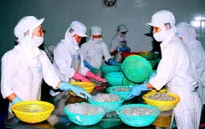 Mỹ gia hạn áp thuế chống bán phá giá với tôm đông lạnh Việt Nam