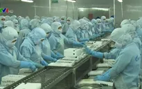 Xuất khẩu tôm sang châu Âu tăng mạnh