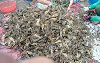 PTTg chỉ đạo khắc phục vụ tôm hùm chết tại Sông Cầu, Phú Yên
