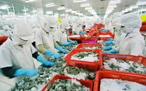 Cơ hội gia tăng kim ngạch xuất khẩu tôm vào Mỹ