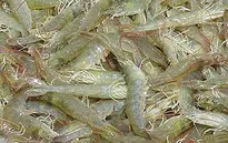 2018 - Năm bứt phá của ngành tôm