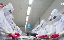 2017 - Năm triển vọng của ngành tôm Việt Nam