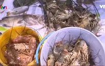 Áp lực nợ nần lên vùng nuôi tôm hùm tại Phú Yên