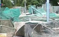 Phú Yên: Giá tôm hùm tăng cao sau bão số 12