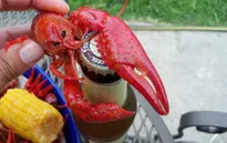 Bài học cảnh tỉnh sau vụ nuôi tôm hùm đỏ ở Đồng Tháp