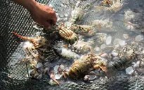 Người nuôi tôm hùm Lý Sơn thua lỗ hàng chục tỷ đồng