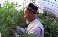Trang trại cây nhập ngoại ở Uzbekistan