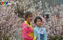 Triển lãm hoa anh đào tại Hà Nội kéo dài thêm một ngày