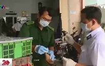 TP.HCM tăng cường đối phó với dịch cúm gia cầm