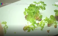 Xu hướng phát triển giống cây trồng chịu hạn, mặn