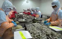 Chuỗi sản xuất tôm sạch đầu tiên xuất khẩu sang EU tại Kiên Giang