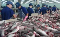 Xuất khẩu cá tra sang Hoa Kỳ giảm mạnh