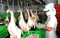 300 tấn thịt gà đầu tiên sẽ xuất sang Nhật