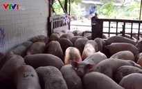 Cần thời gian để hoàn thiện quy trình xuất khẩu thịt lợn sang Trung Quốc