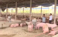 “Thịt lợn xuất sang Trung Quốc phải giết mổ và cấp đông”