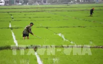 Đồng Tháp: Nông dân lại xuống giống tự phát