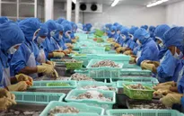 Quý I/2017, Nhật Bản dẫn đầu nhập khẩu tôm Việt Nam