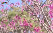 Ngày hội hoa Anh đào năm 2018 tại Đà Lạt