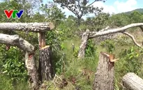 Lại xảy ra phá rừng ở Khu bảo tồn thiên nhiên Tà Cú, Bình Thuận