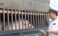 Ngăn chặn dịch tả lợn châu Phi từ biên giới