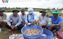 Thành lập Quỹ hỗ trợ phát triển ngành phụ phẩm tôm Việt Nam