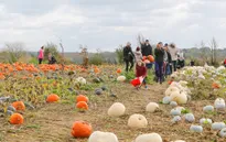 Nông trại bí ngô tự chọn mùa Halloween