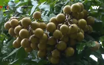 Làm thế nào để xây dựng và phát triển nhãn hiệu chứng nhận nhãn Sông Mã?