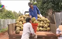 Giá sầu riêng Dona tăng cao kỷ lục