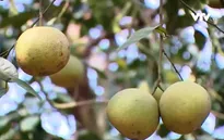 Các địa phương xúc tiến đưa nông sản vào siêu thị lớn